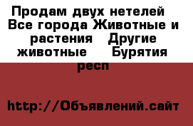 Продам двух нетелей - Все города Животные и растения » Другие животные   . Бурятия респ.